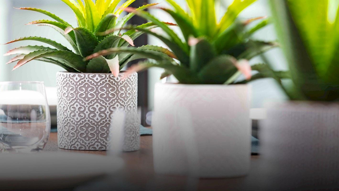 EDEN Indoor Ceramic Planters in this years styles.